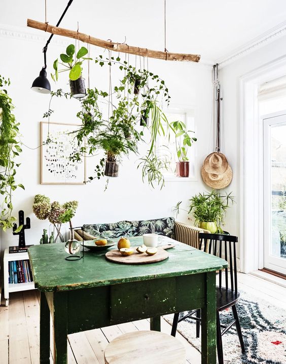 plantes décoratives accrochées à un bout de bois flotté suspendu dans une cuisine