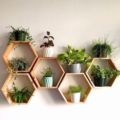 petites plantes décoratives sur des étagères en bois