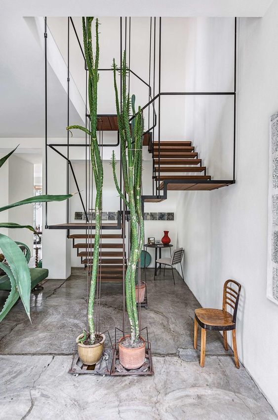 cactus grimpants dans des pots en argile