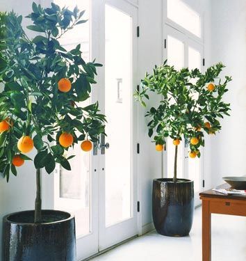 oranger en plantes décoratives