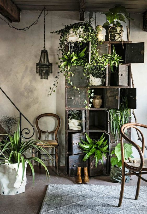 plantes vertes décoratives dans les casiers d'un vieux meuble en bois