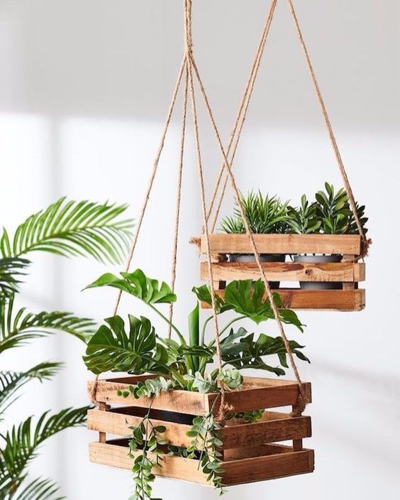 plantes vertes décoratives dans des caisses en bois suspendues