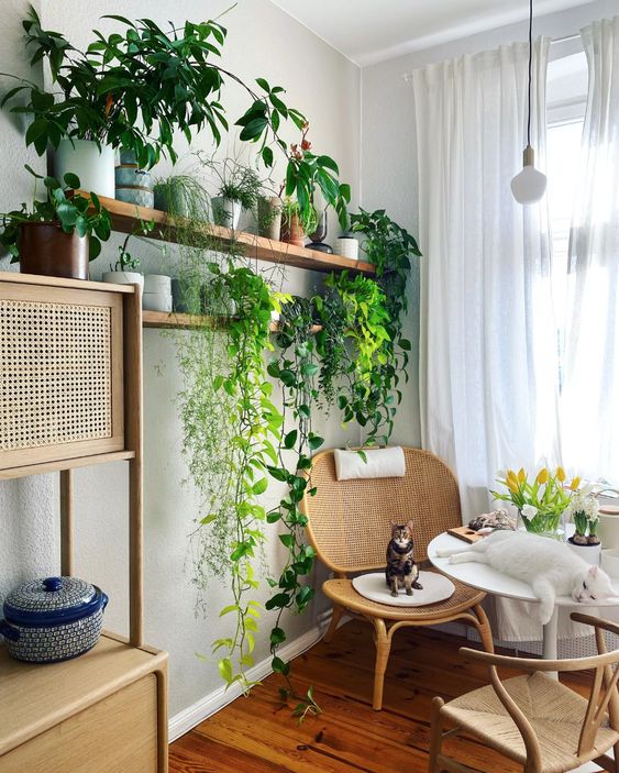 déco murale naturelle avec des plantes vertes tombantes sur des étagères en bois au dessus d'un fauteuil en osier