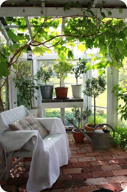 fauteuil en bois entouré de plantes vertes et de petits arbres fruitiers en pots dans une serre