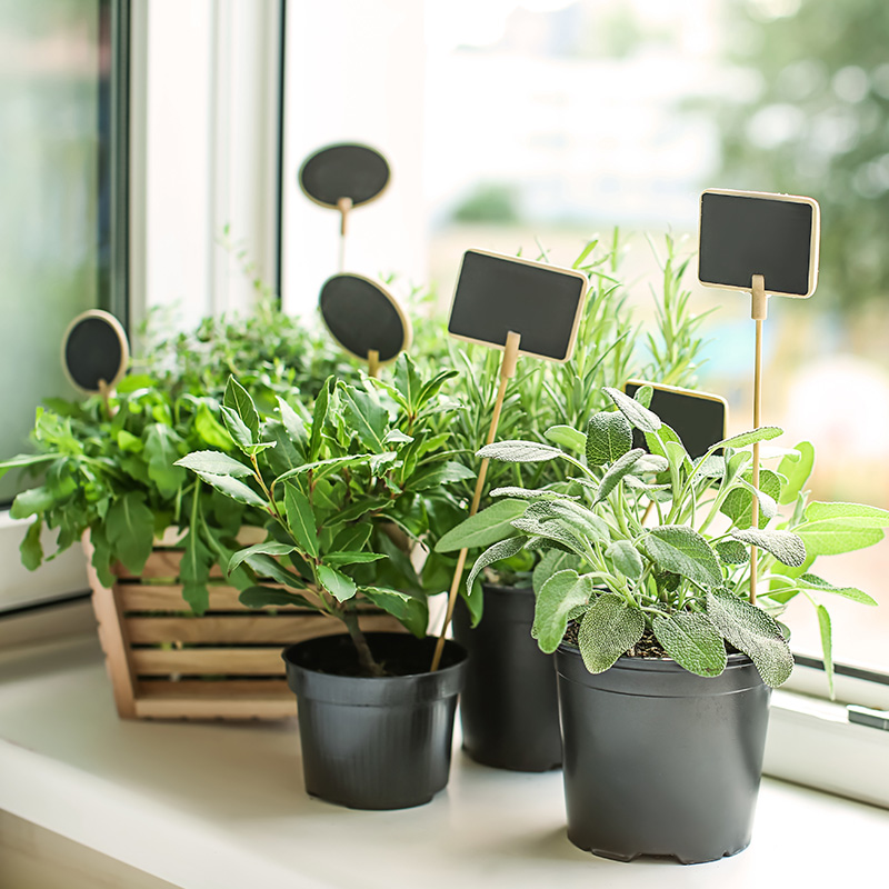 Des petits pots d'herbes aromatiques placés dans la cuisine, devant une fenêtre