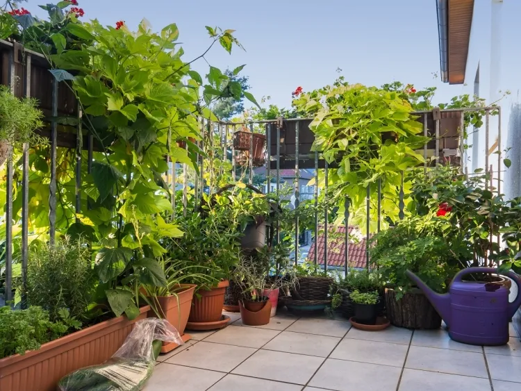 Ce grand balcon s'orne de nombreux pots de fleurs, avec des plantes plus ou moins hautes