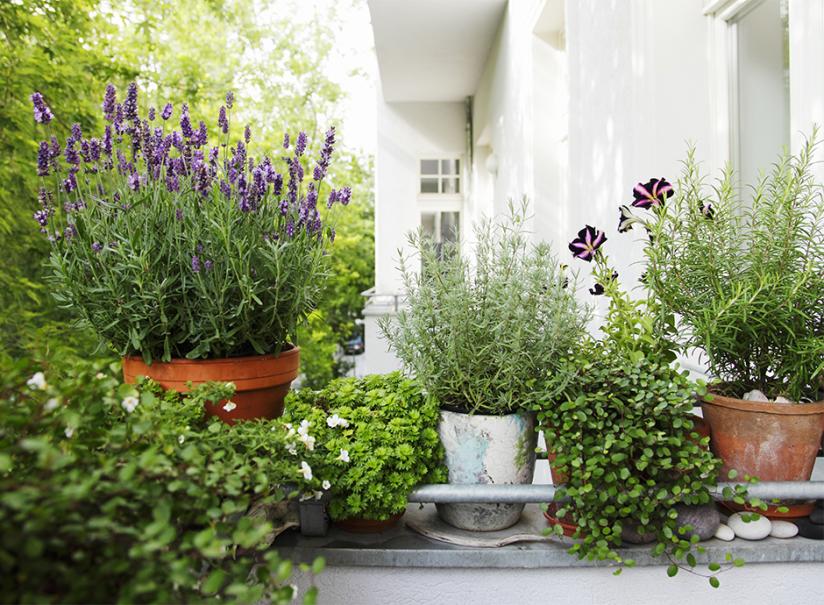 Ce balcon accueille des herbes aromatiques, plantées dans de petits pots