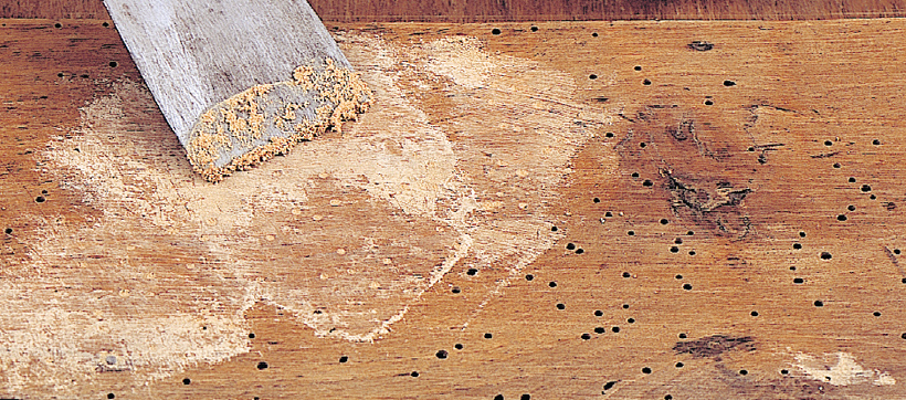 Des trous laissés par des insectes dans le plateau en bois, rebouchés par de la pâte à bois