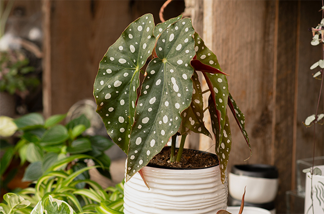 Cette plante verte dans un pot en céramique blanche fait sensation au milieu des objets déco tendance de la pièce