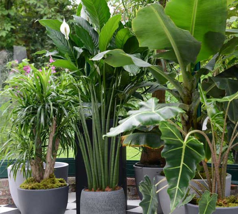 De grandes plantes tropicales de variétés diverses dans des pots designs