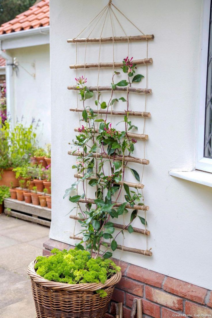 plantes accrochées au mur d'un jardin pour une déco printanière