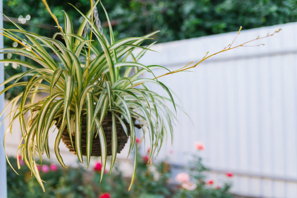 une jardinière suspendue avec des plantes tombantes au-dessus de la terrasse