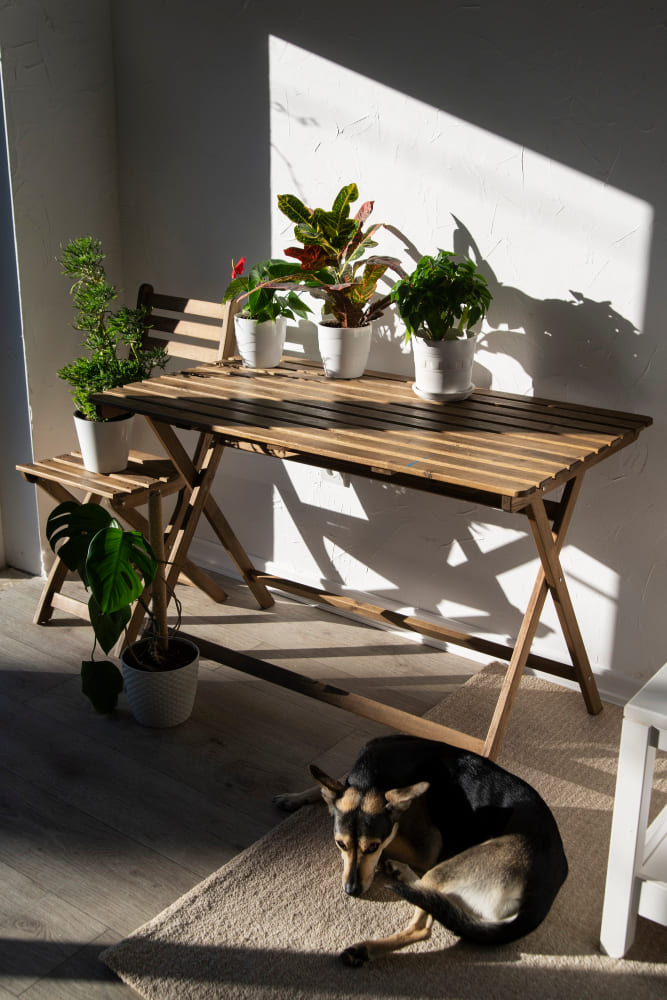 une table compacte avec une chaise, des pots de fleurs et un chien couché par terre
