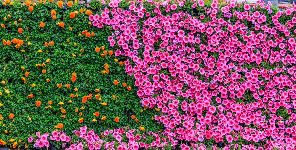 une décoration jardin extérieur avec un grand mur végétal fleuri