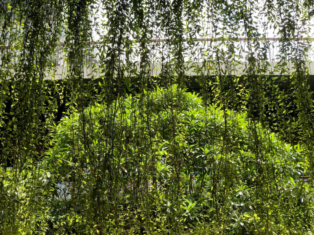 un grand mur végétal vert d'un côté du jardin