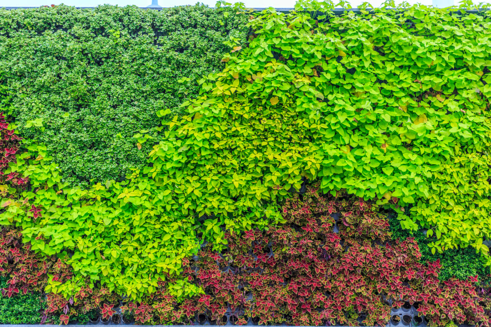 un mur entièrement recouvert de vigne vierge de différentes couleurs