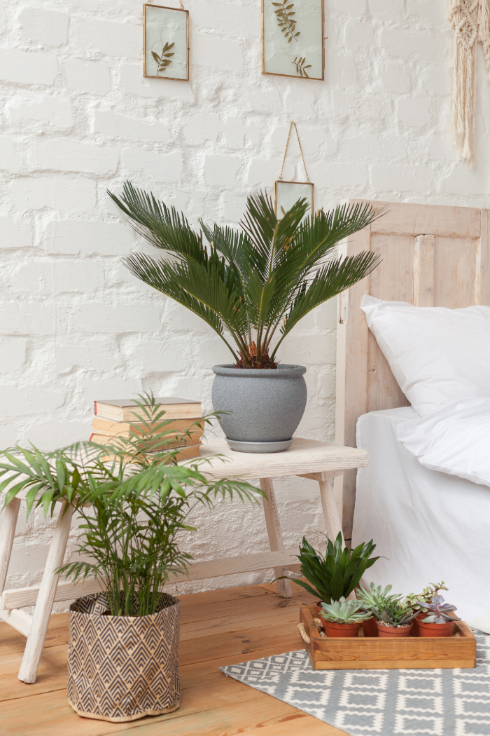 Chambre cosy avec plantes vertes, meubles en bois, et décor minimaliste.