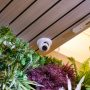 Caméra de surveillance blanche, plafond bois, plantes vertes et violettes.