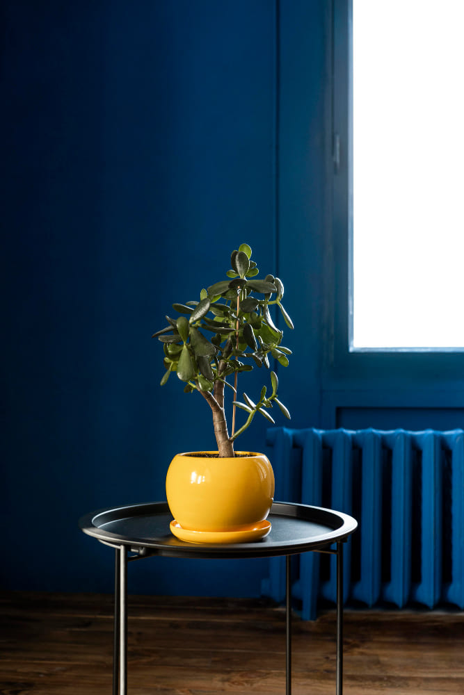 un mur couleur bleu canard derrière une table basse qui met en valeur un vase