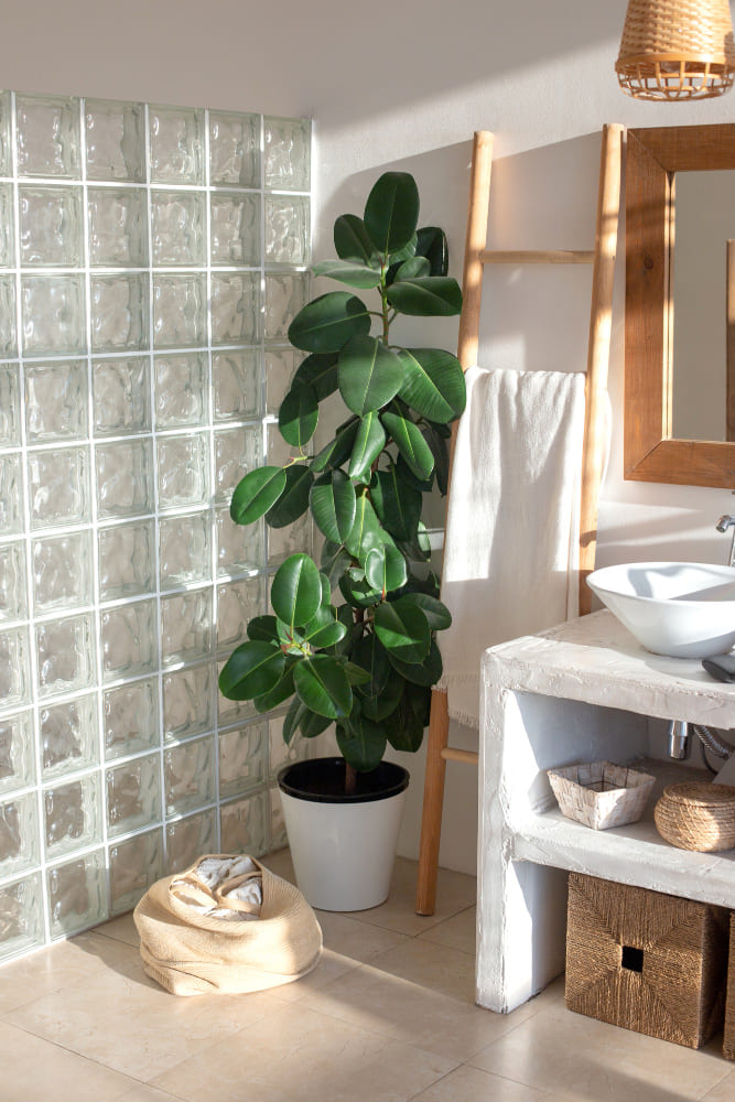 une grande plante verte dans la salle d'eau lumineuse, à côté de la douche
