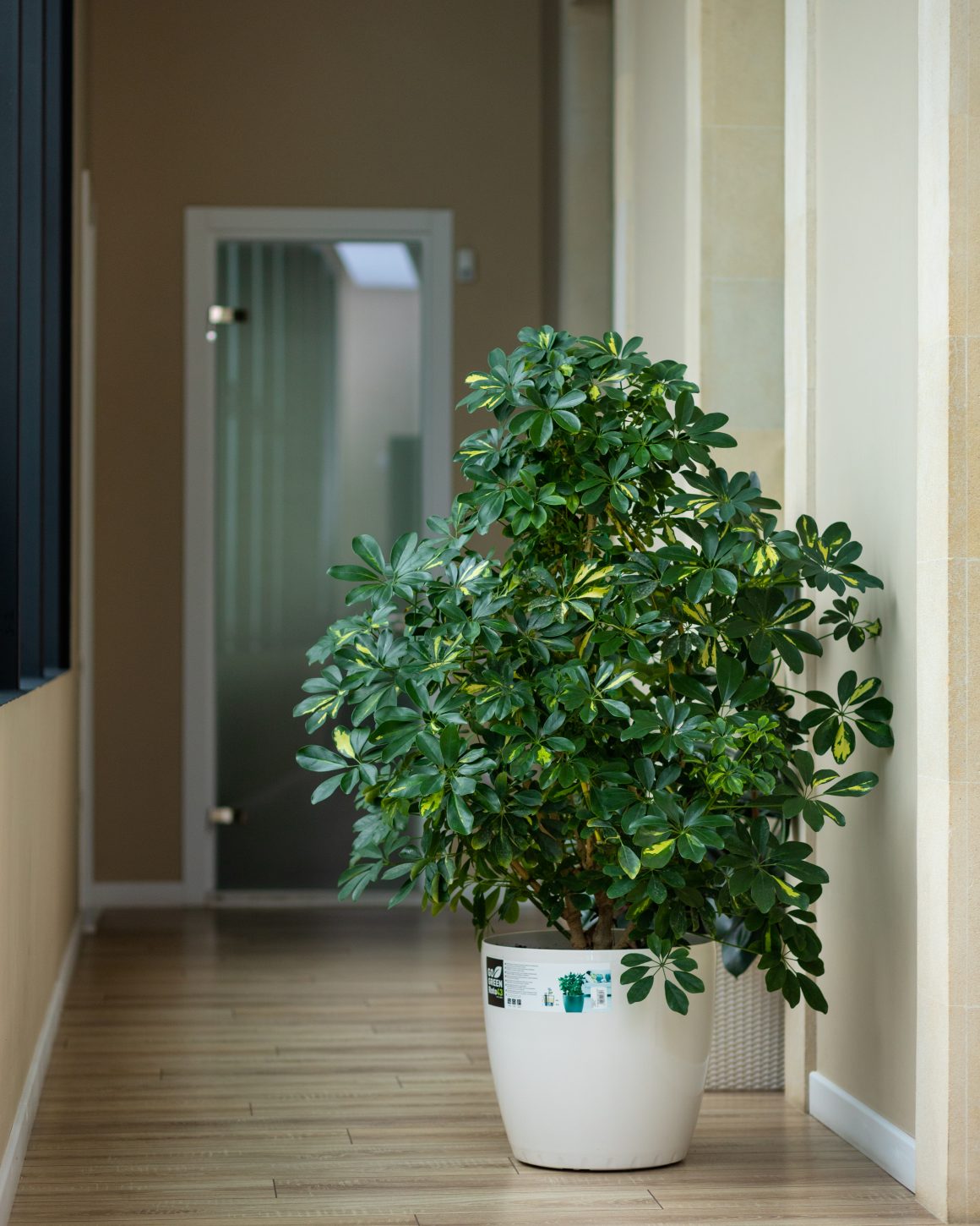 Idée déco hall d'entrée avec un grand pot blanc incluant une plante d'intérieur luxuriante