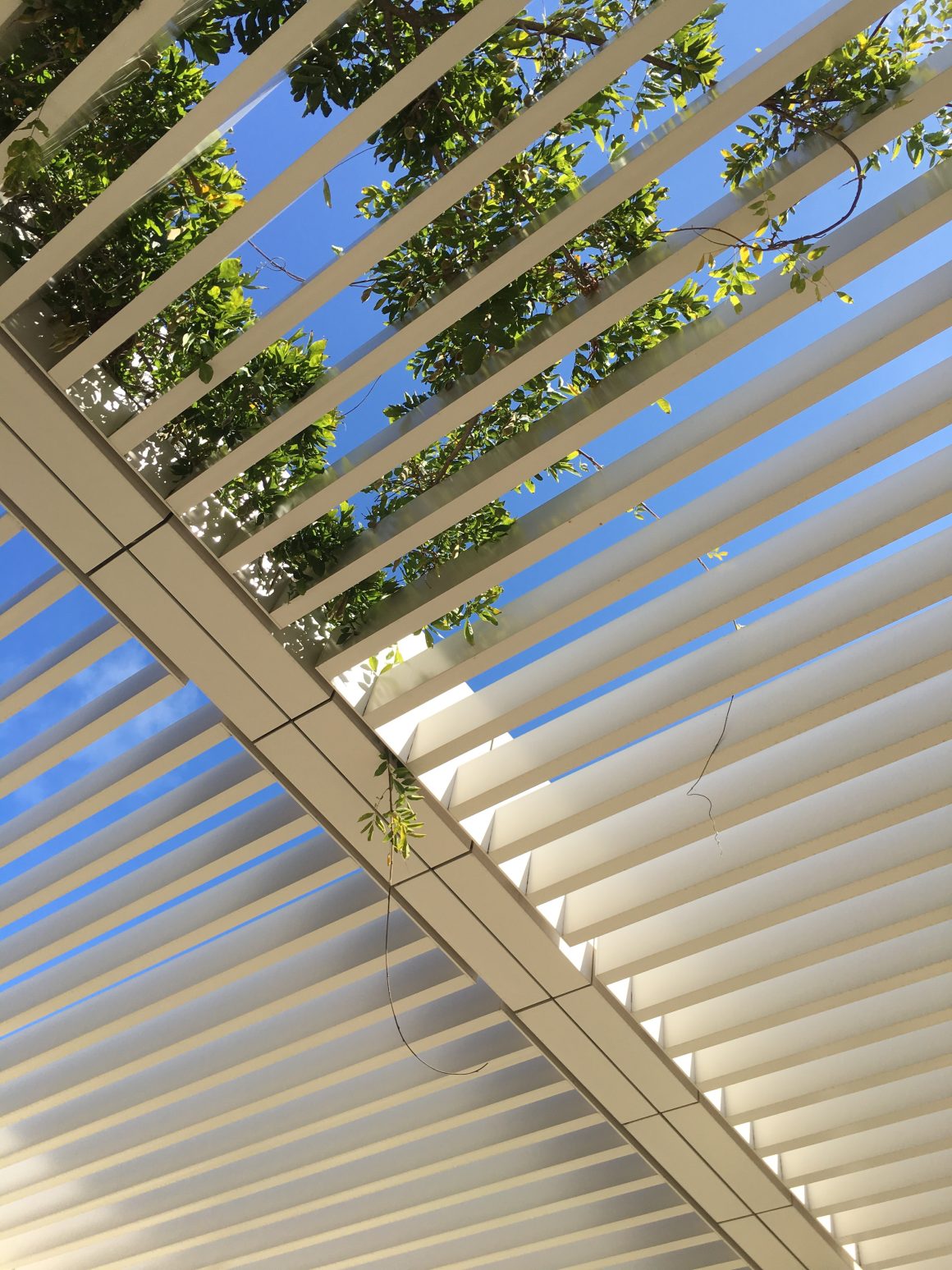 Ombrage pour une pergola avec des plantes tombantes